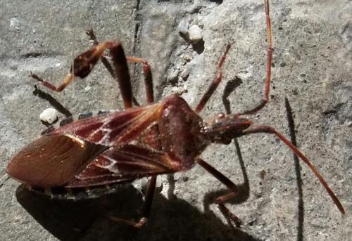 Leptoglossus occidentalis